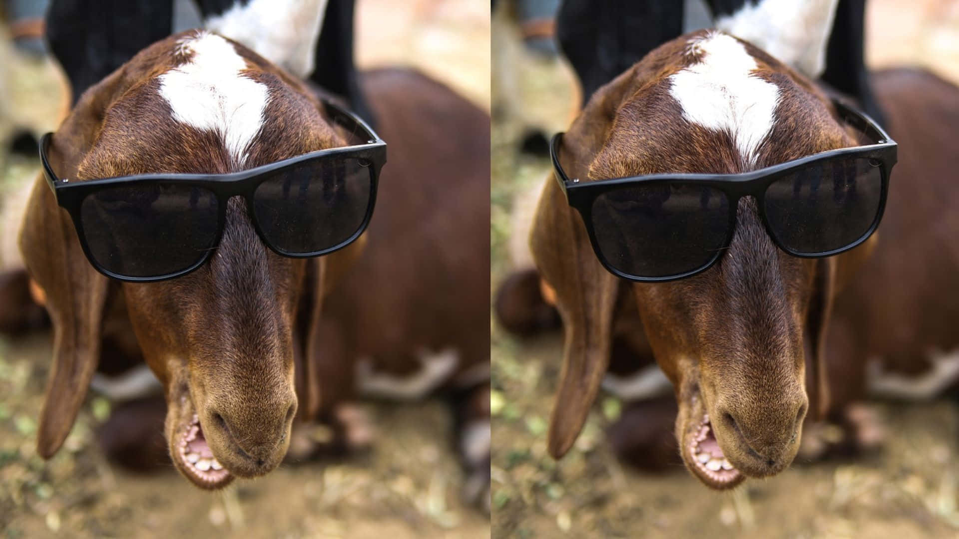 Kambing Yang Playful Berpose Untuk Foto Di Hari Yang Cerah Wallpaper