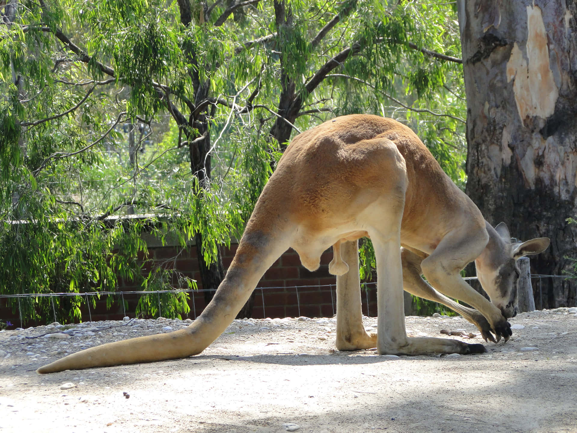 Kangaroo Drinking Water Melbourne Zoo Wallpaper