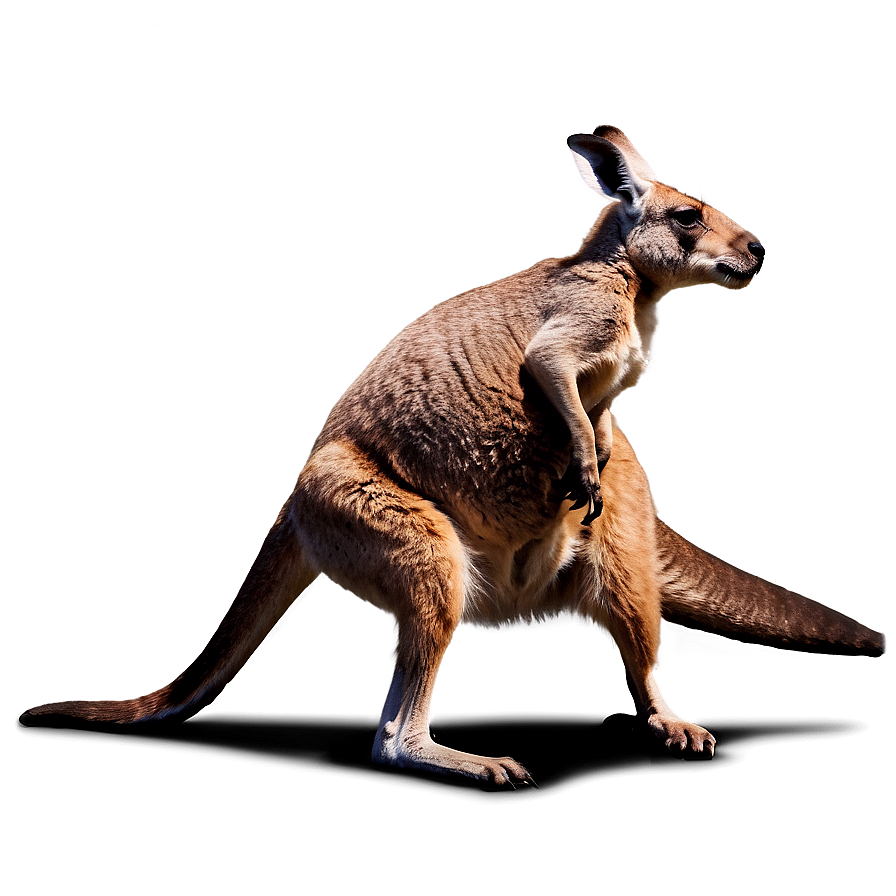Kangaroo Fighting Png Qek64 PNG