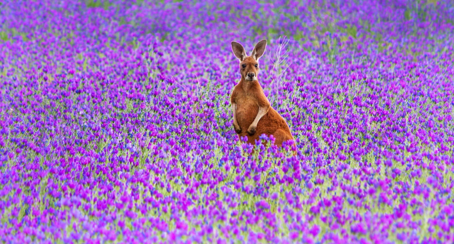 Kangaroo In Purple Flower Field Wallpaper