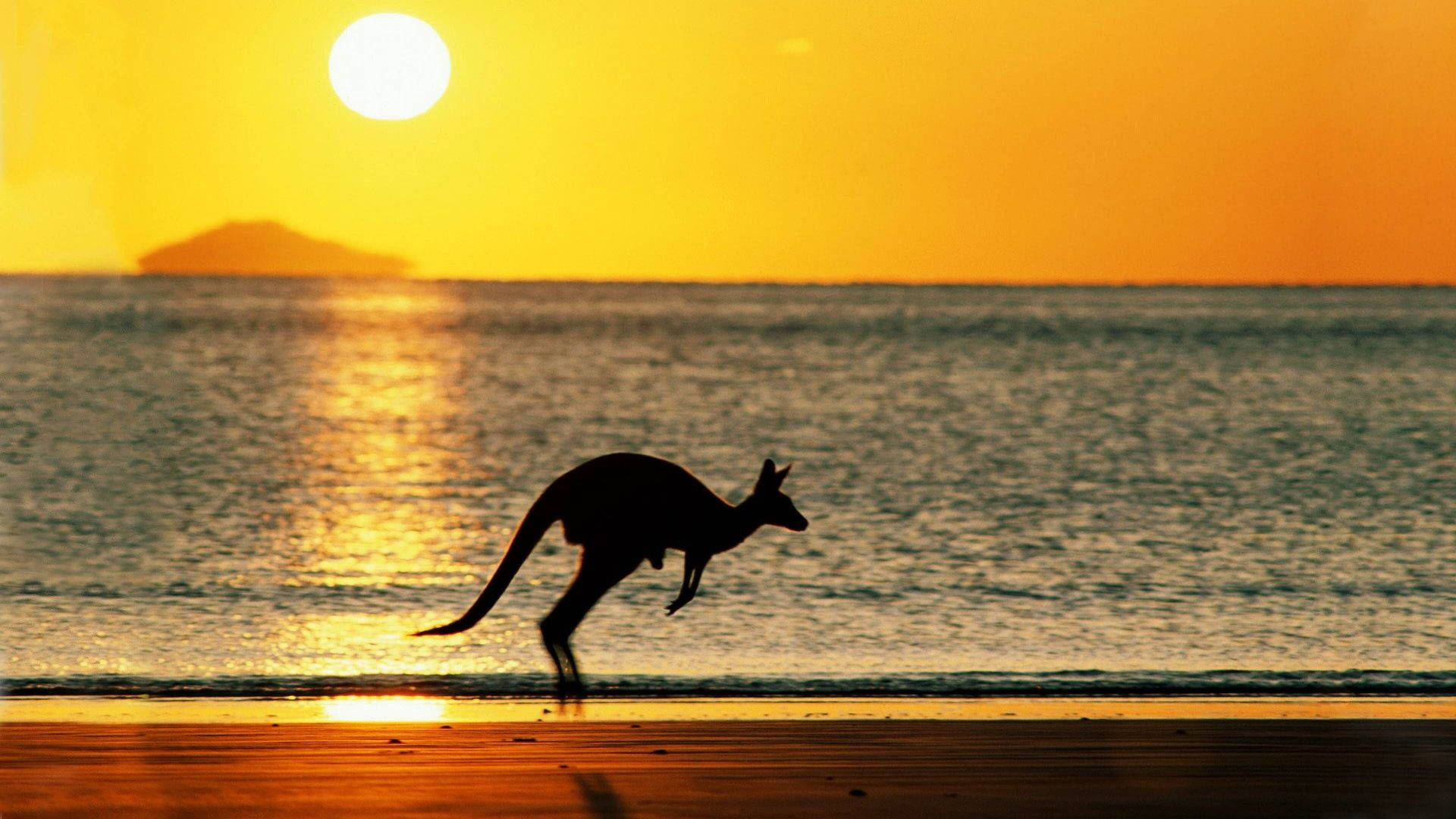 Kangaroo In Sunset Wallpaper