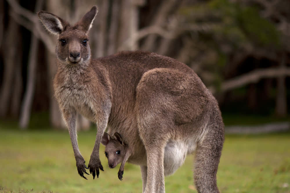 A mother kangaroo with her joey in the Australian Outback