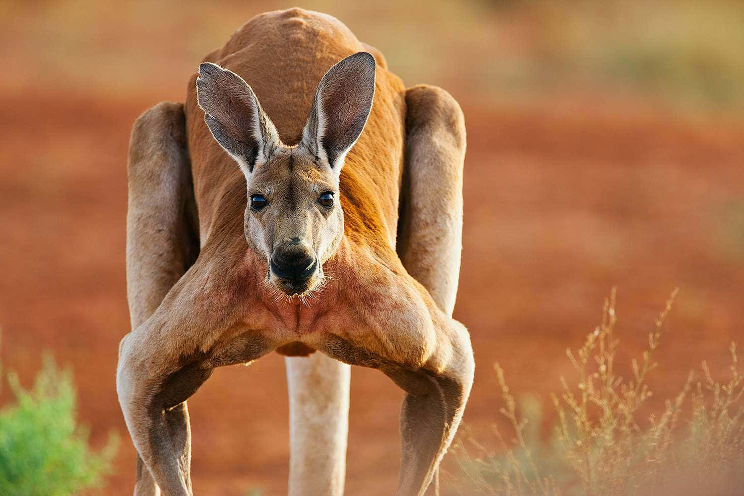 Mother and joey kangaroo enjoying afternoon in Australia.