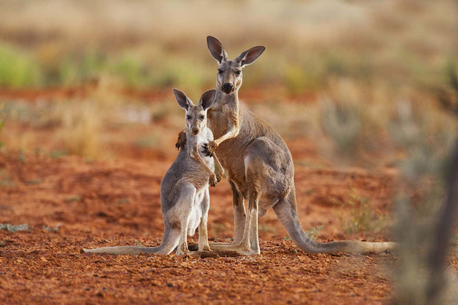 A native Australian kangaroo in its natural environment.