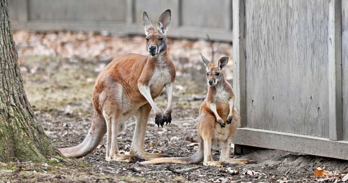 A wild kangaroo hops through its natural habitats.