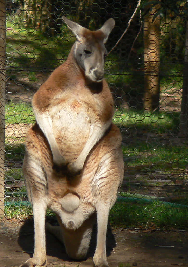 Image  A close-up of an adult eastern grey kangaroo in its natural habitat
