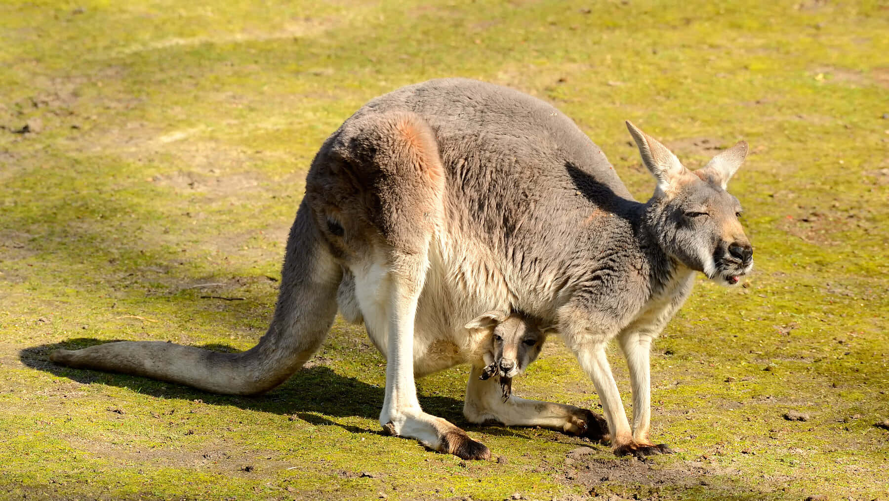 A mother kangaroo stands proudly with her joey in her pouch.