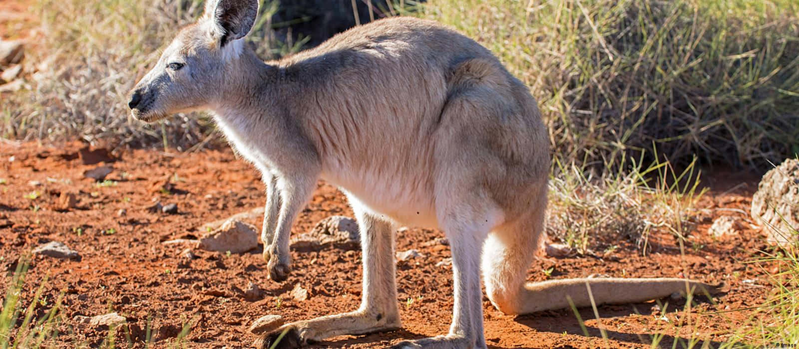 A kangaroo lounges on warm sand in a beautiful setting