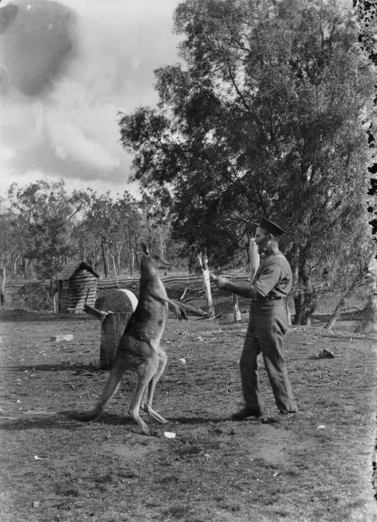 Enkänguru Hoppar Över Australiska Outbacken.