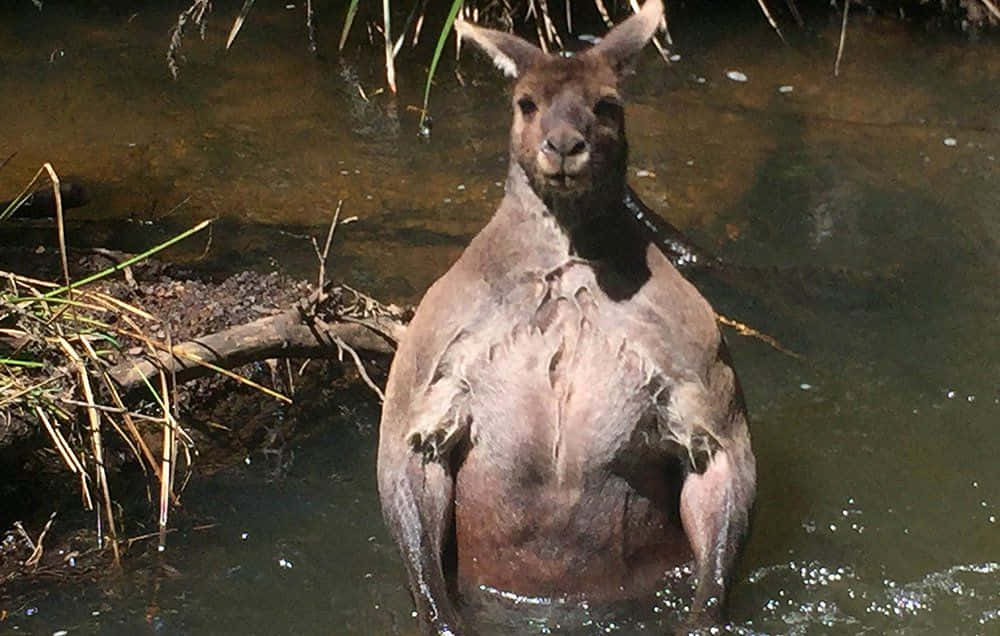 Enjägare Och En Känguru Som Har En Fridfull Stund I Det Australiska Outbacken.
