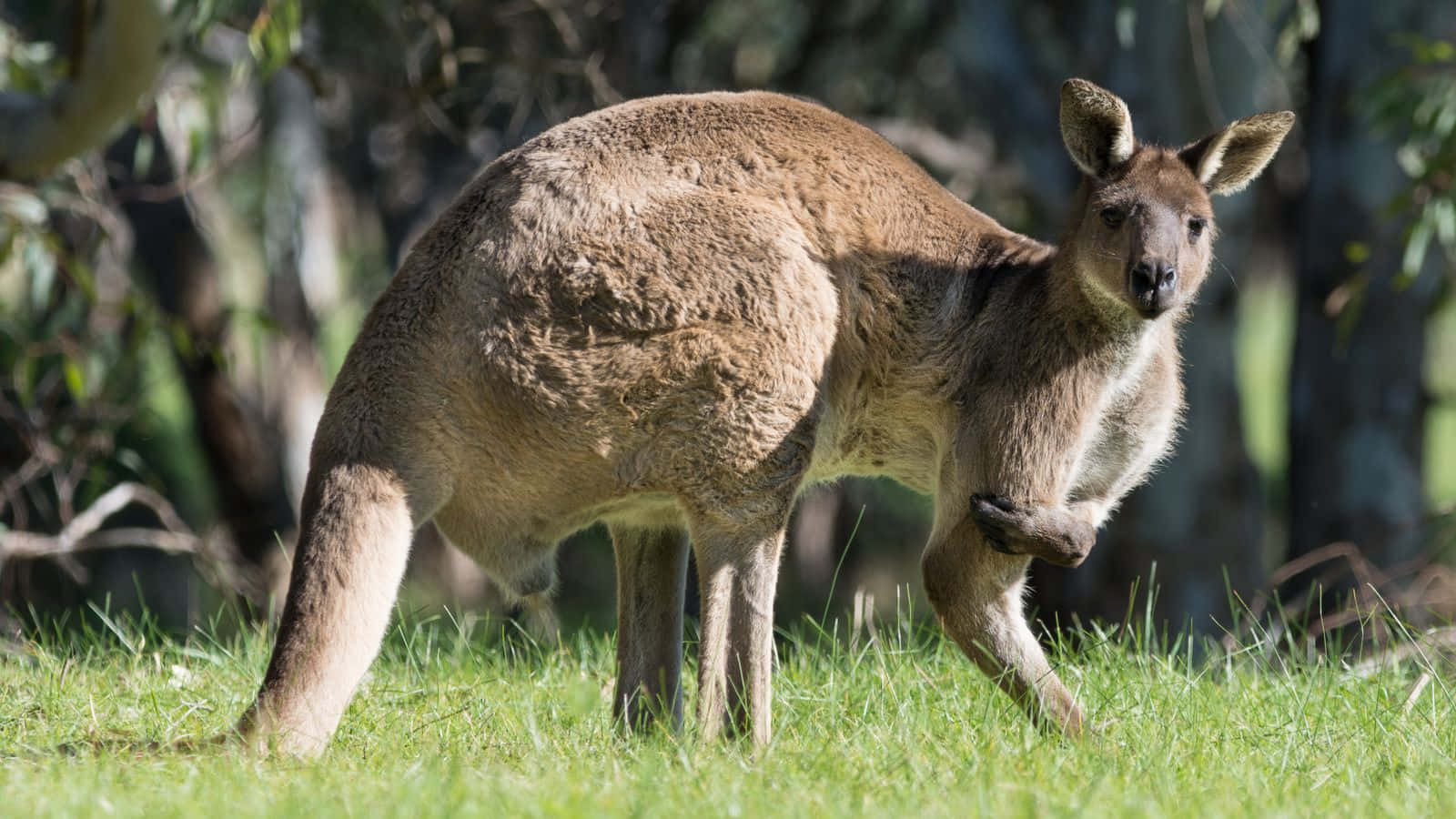 Enkänguru Betraktar En Fridfull Solnedgång I Australiens Outback.
