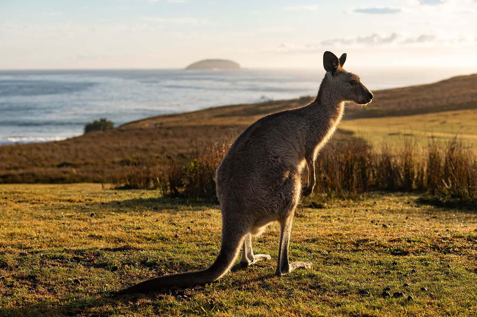 A kangaroo jumps across Australia's Outback