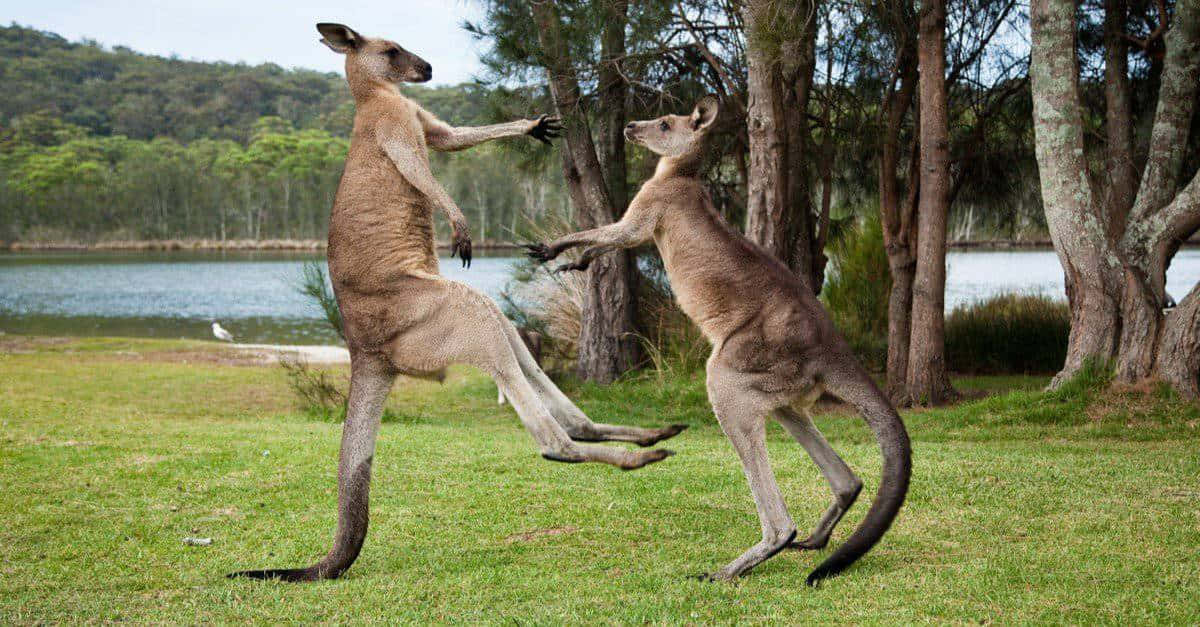 “The Kangaroo: Australian Icon”