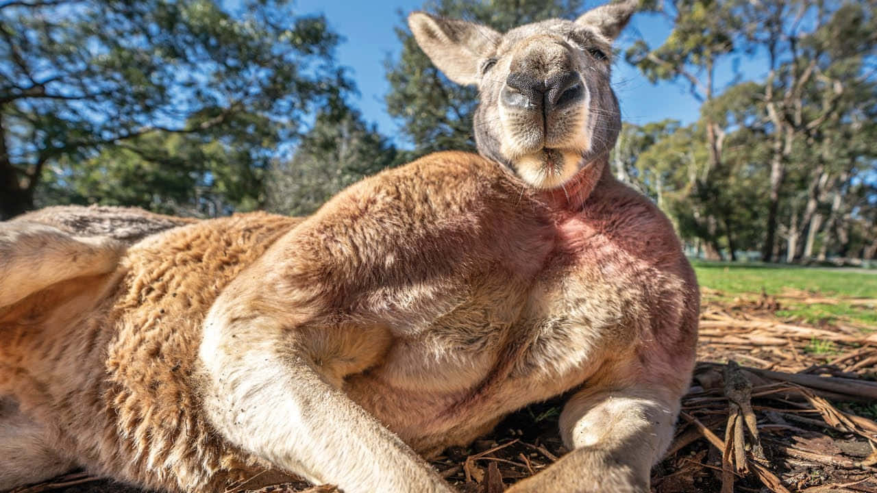 A Kangaroo takes a break from jumping