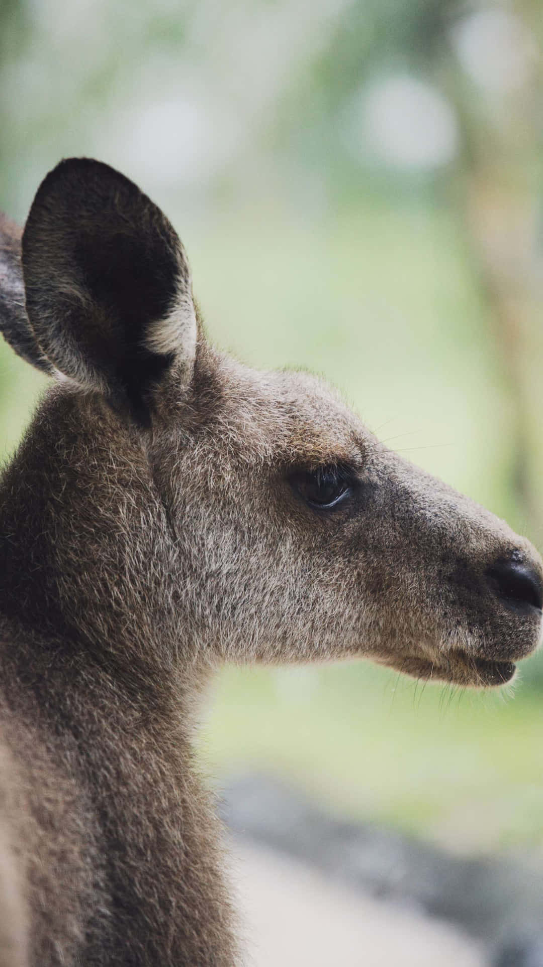 Kangaroo Profile Singapore Zoo Wallpaper