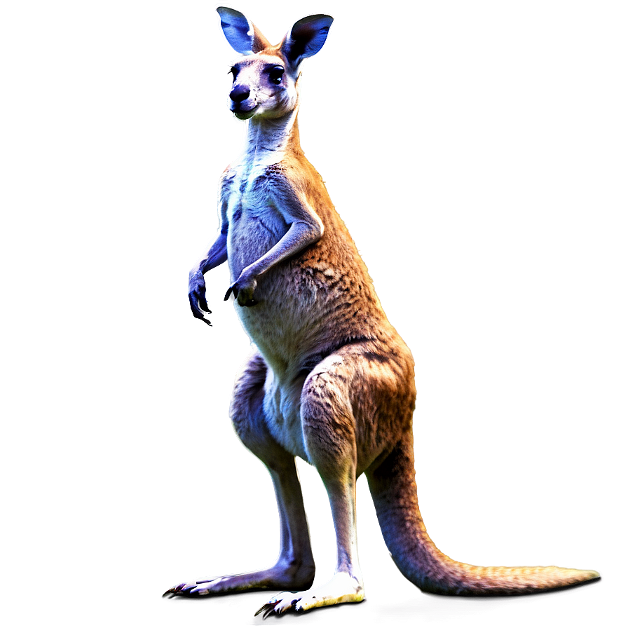 Download Kangaroo Standing Png 05212024 | Wallpapers.com