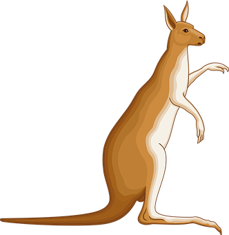 Kangaroo Vector Illustration PNG