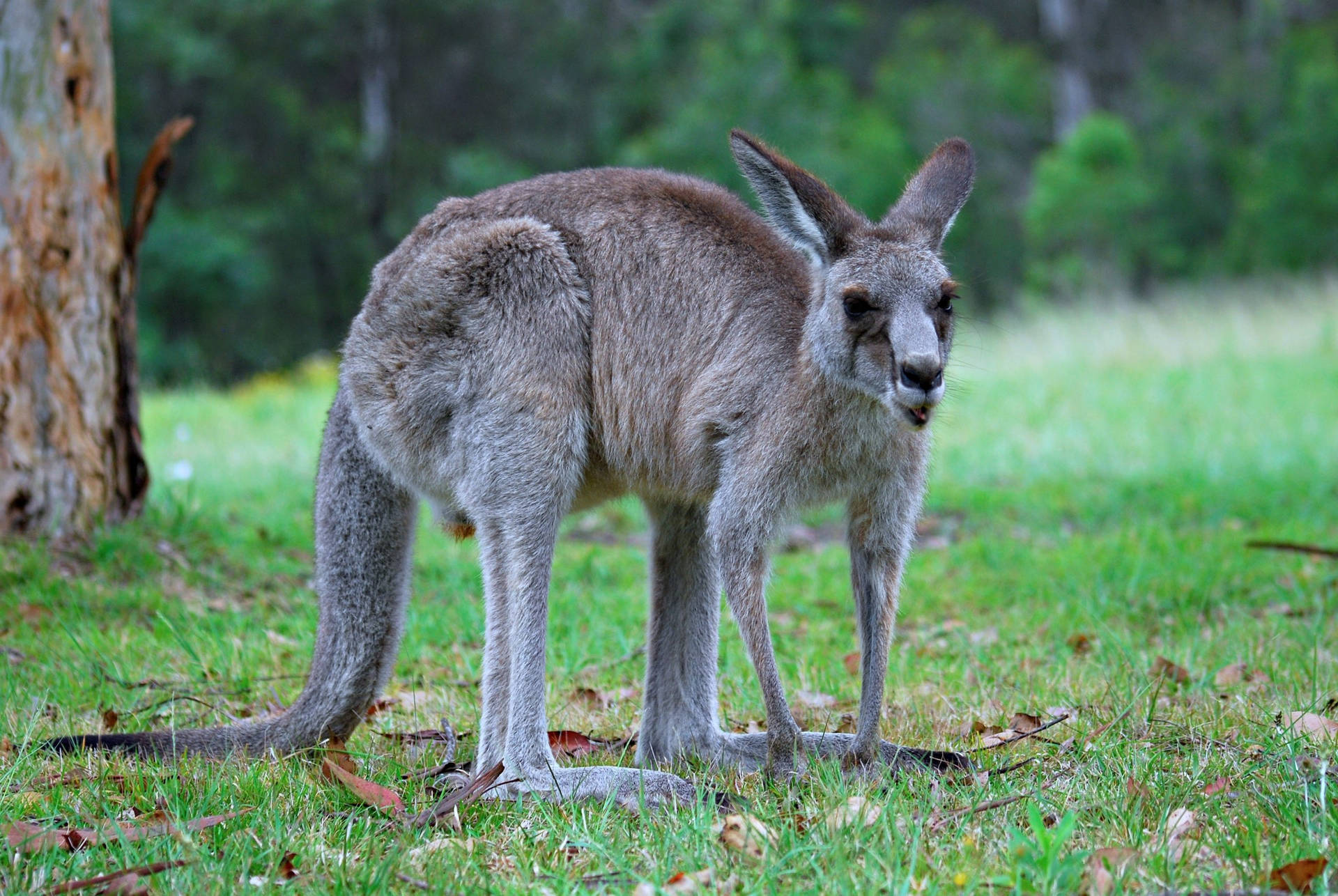 Kangaroo With Dark Eyes Wallpaper