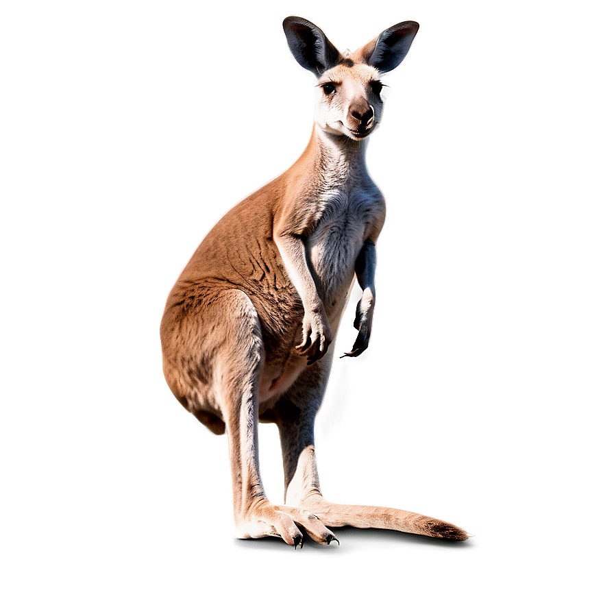 Kangaroo With Landscape Background Png Gpw75 PNG
