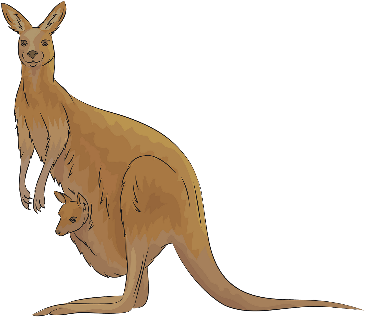 Kangarooand Joey Illustration PNG