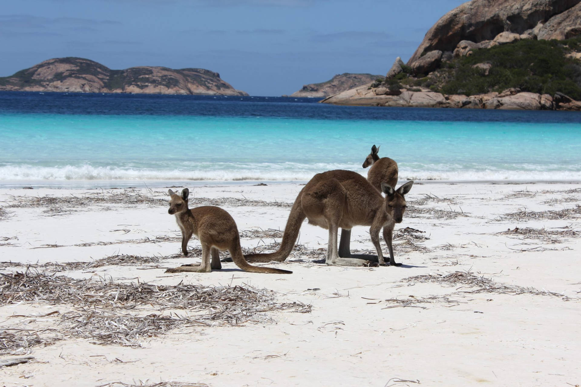 Kangaroos By The Beach Wallpaper
