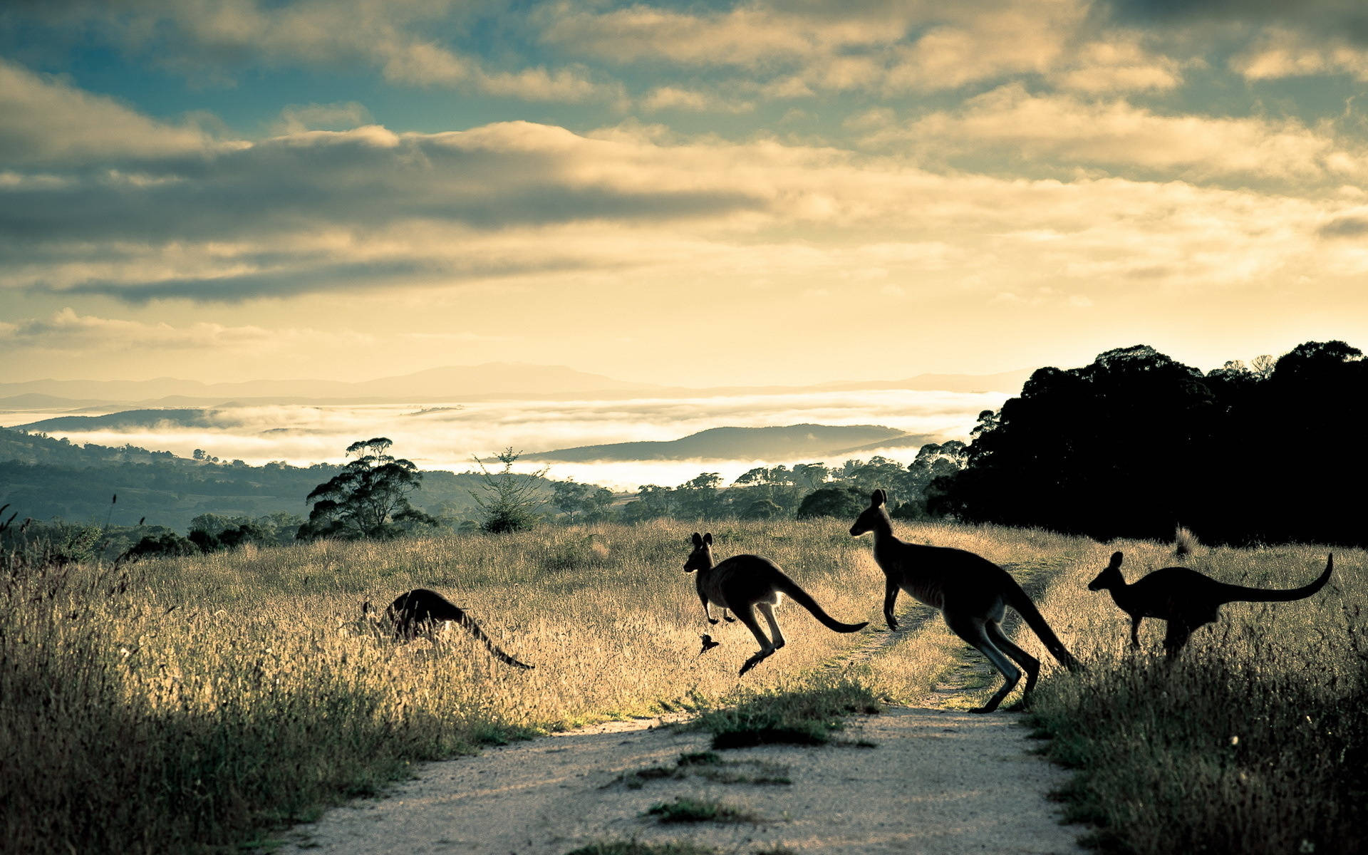 Kangaroos Crossing A Road Wallpaper