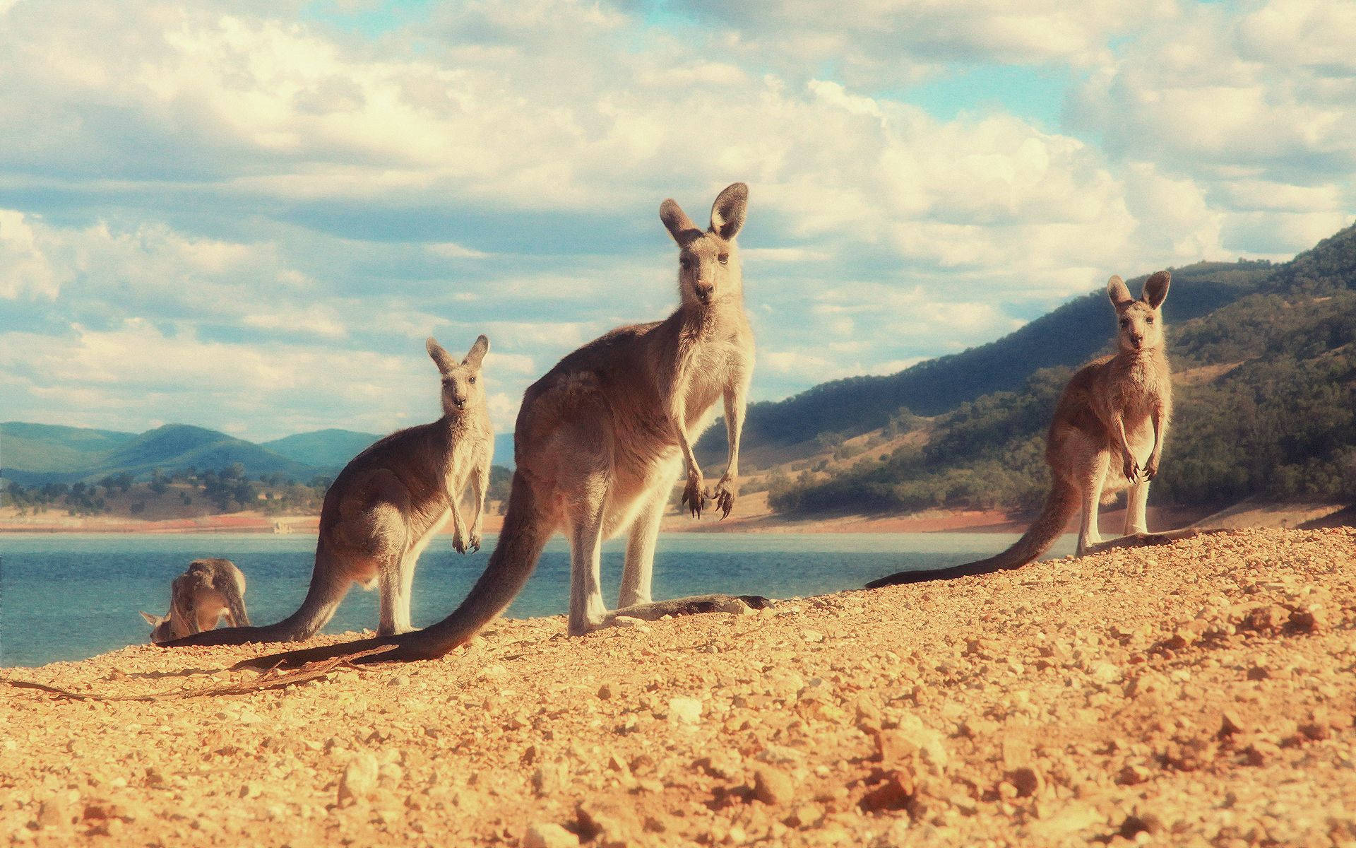 Kangaroos In Island Wallpaper