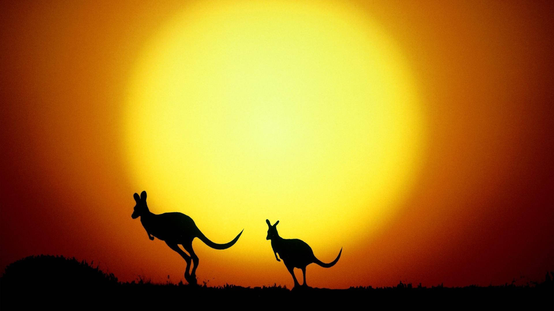 Kangaroos Under The Sun Wallpaper