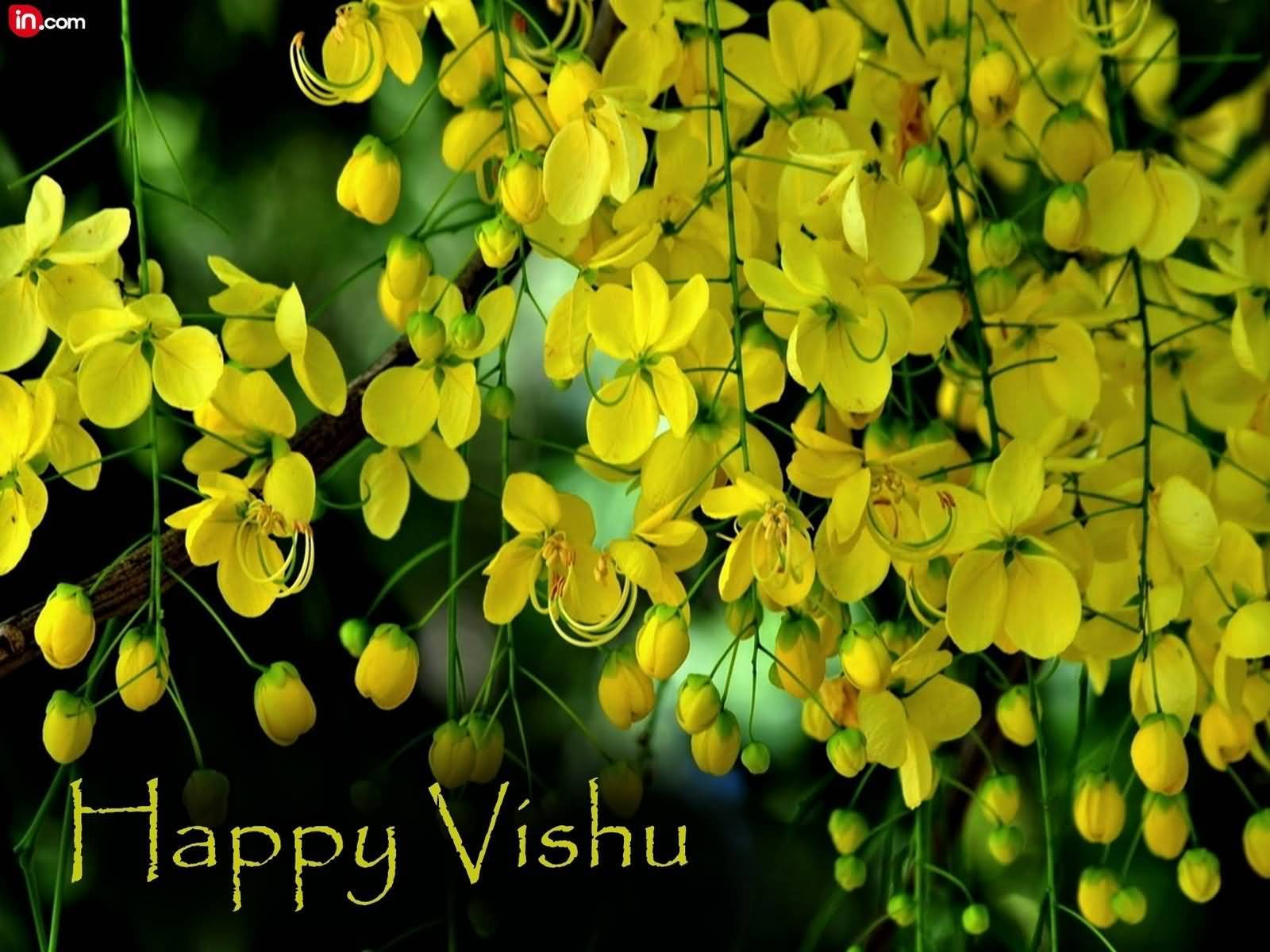 Kanikonna Flowers Photo Happy Vishu Wallpaper