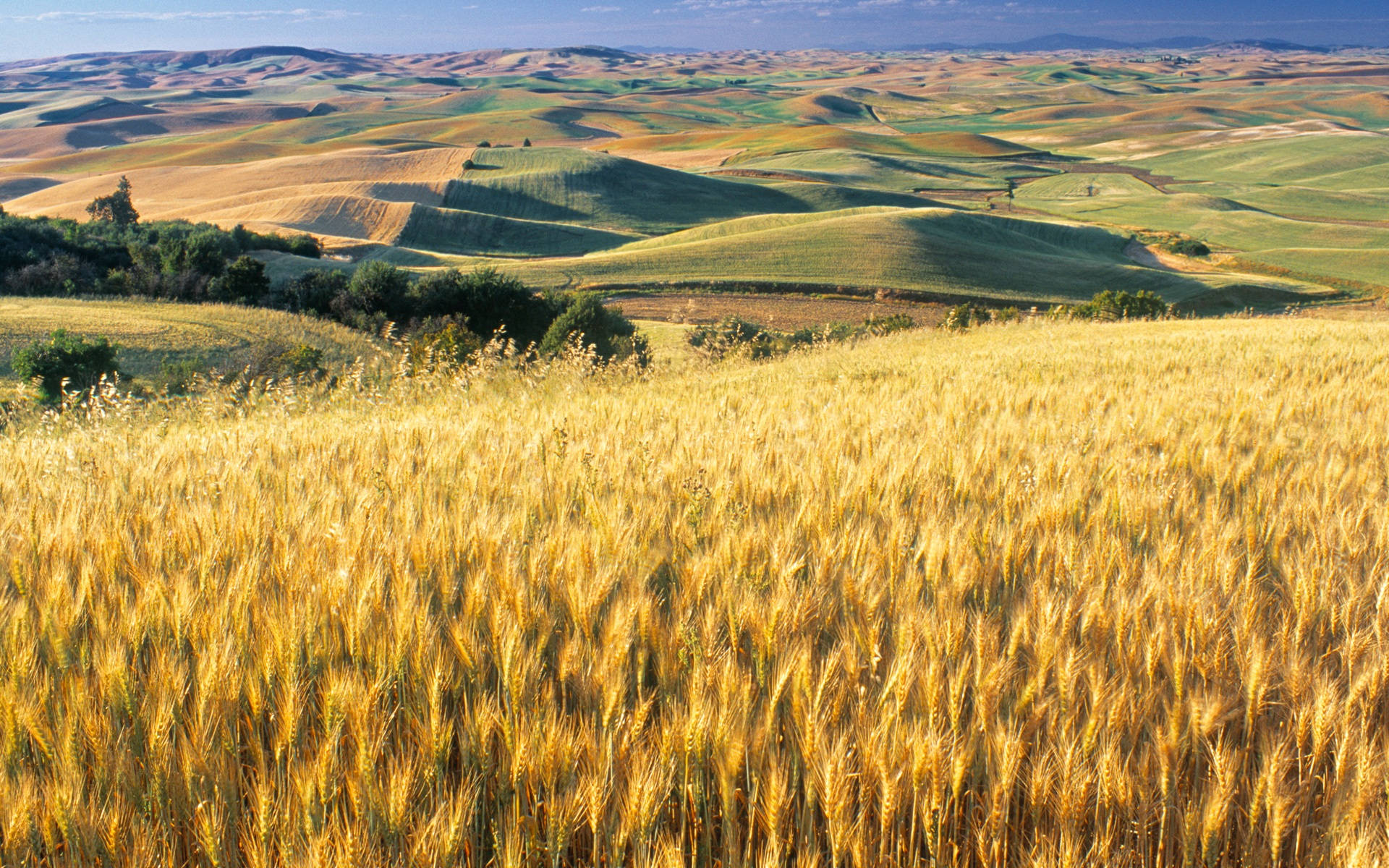 Golden Wheat Fields of Kansas Wallpaper