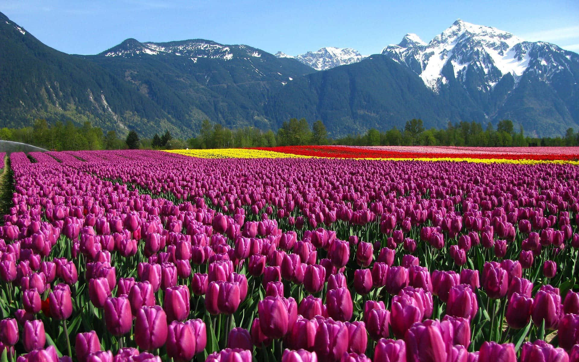 Jardin De Tulipes Du Cachemire Avec Montagnes Enneigées En Arrière-plan Fond d'écran