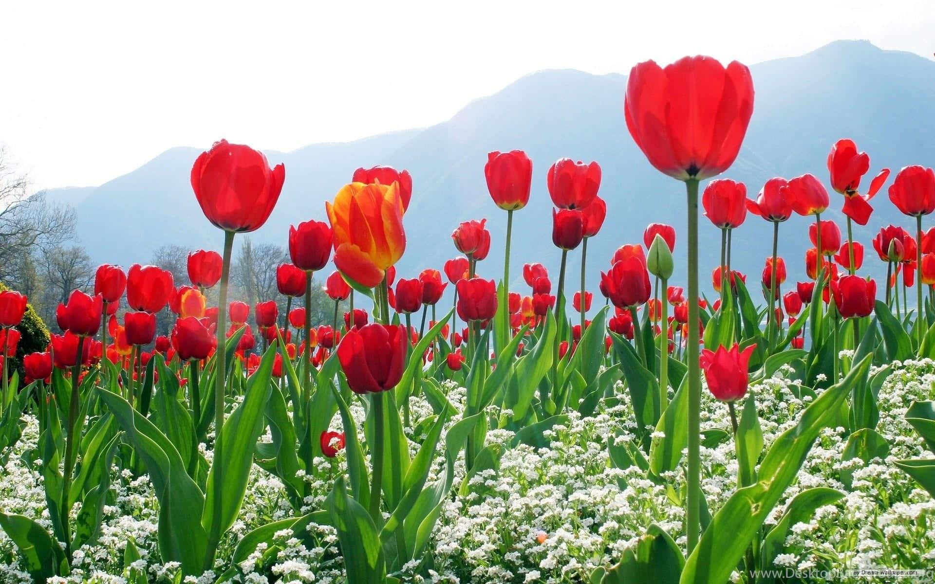Kashmir_ Tulip_ Garden_ Spring_ Bloom Wallpaper