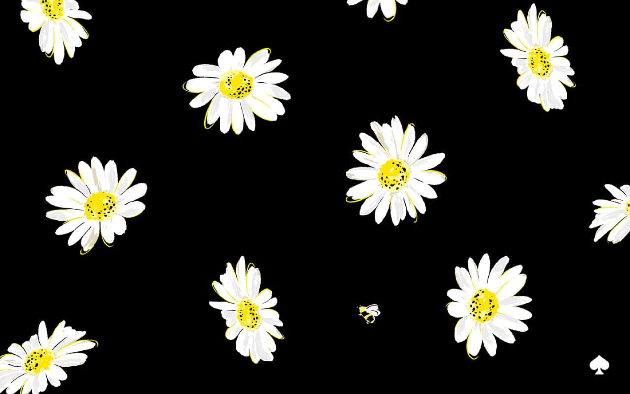 Daisies On A Black Background