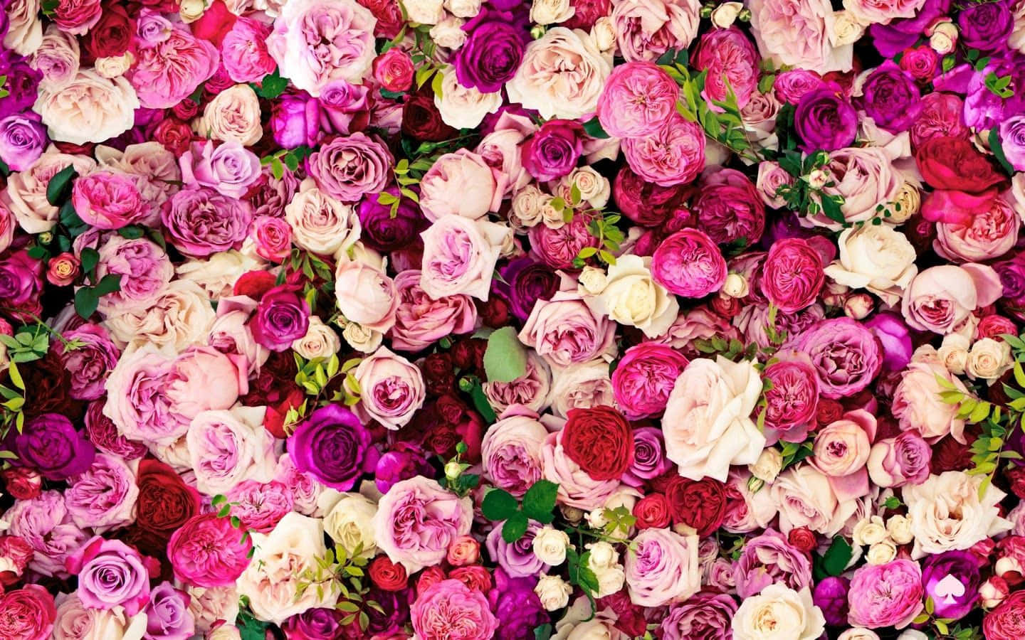 Kate Spade Desktop Blooming Roses Wallpaper