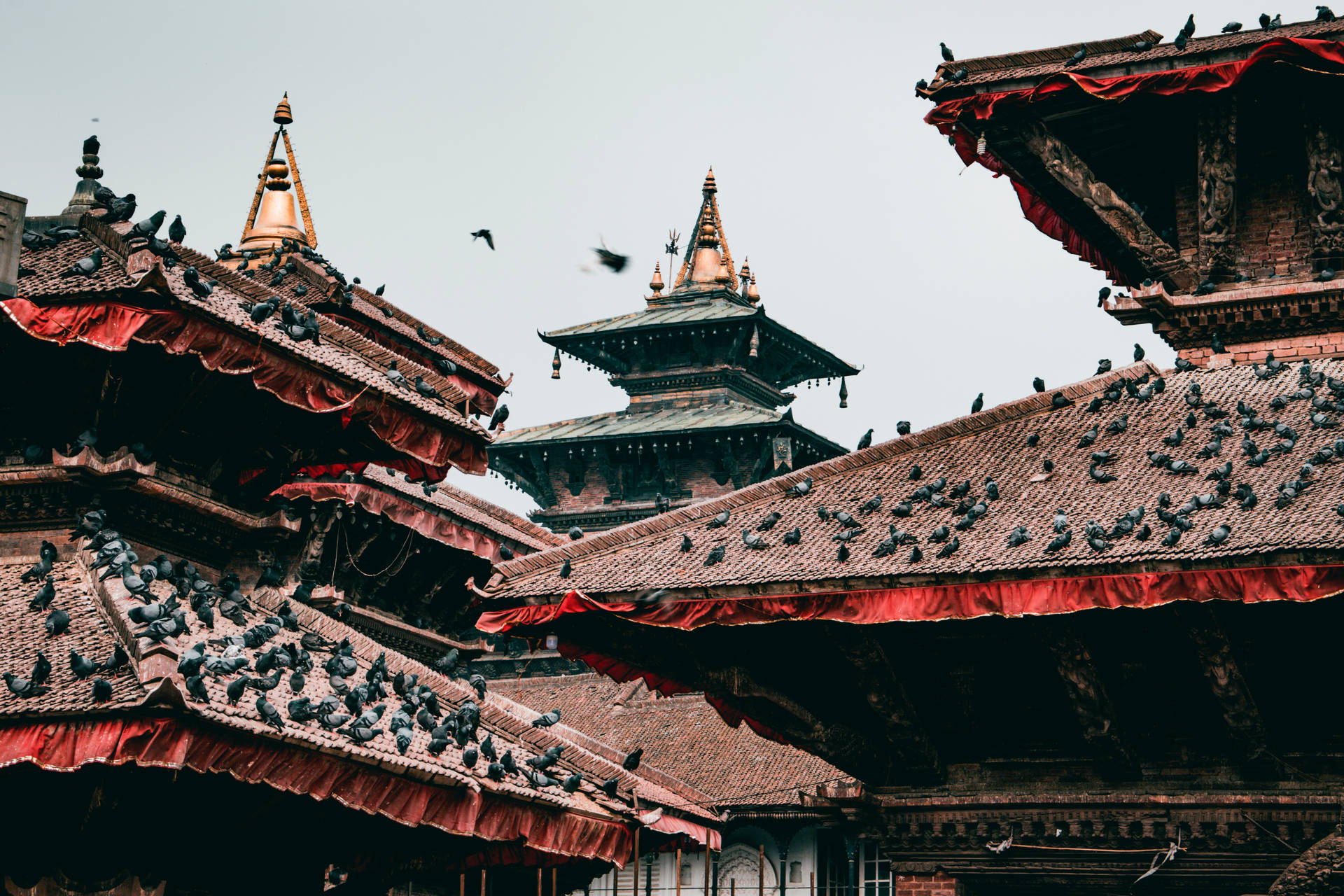 Kathmandufåglar På Taken. Wallpaper