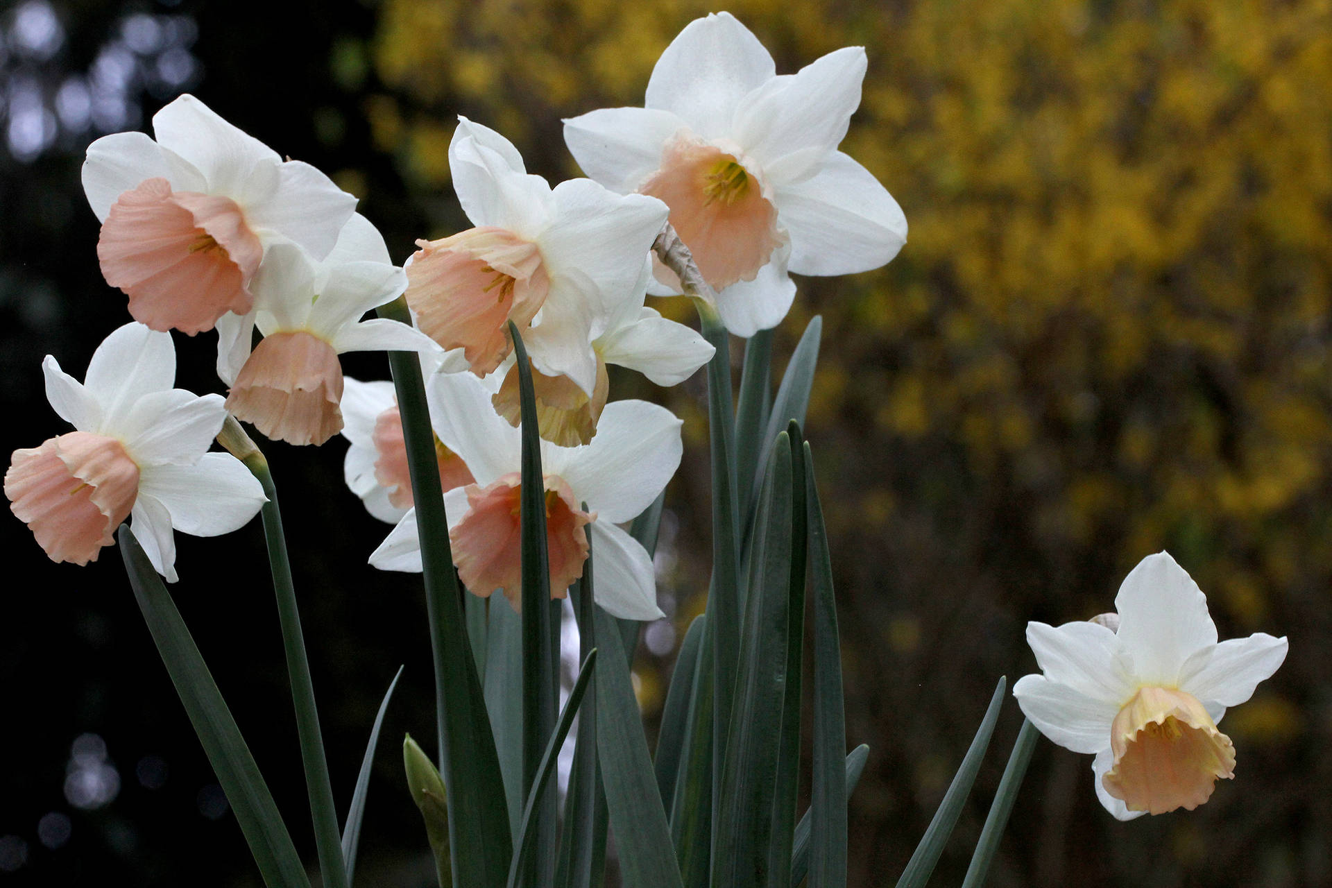 Katie Heath Narcissus Flowers