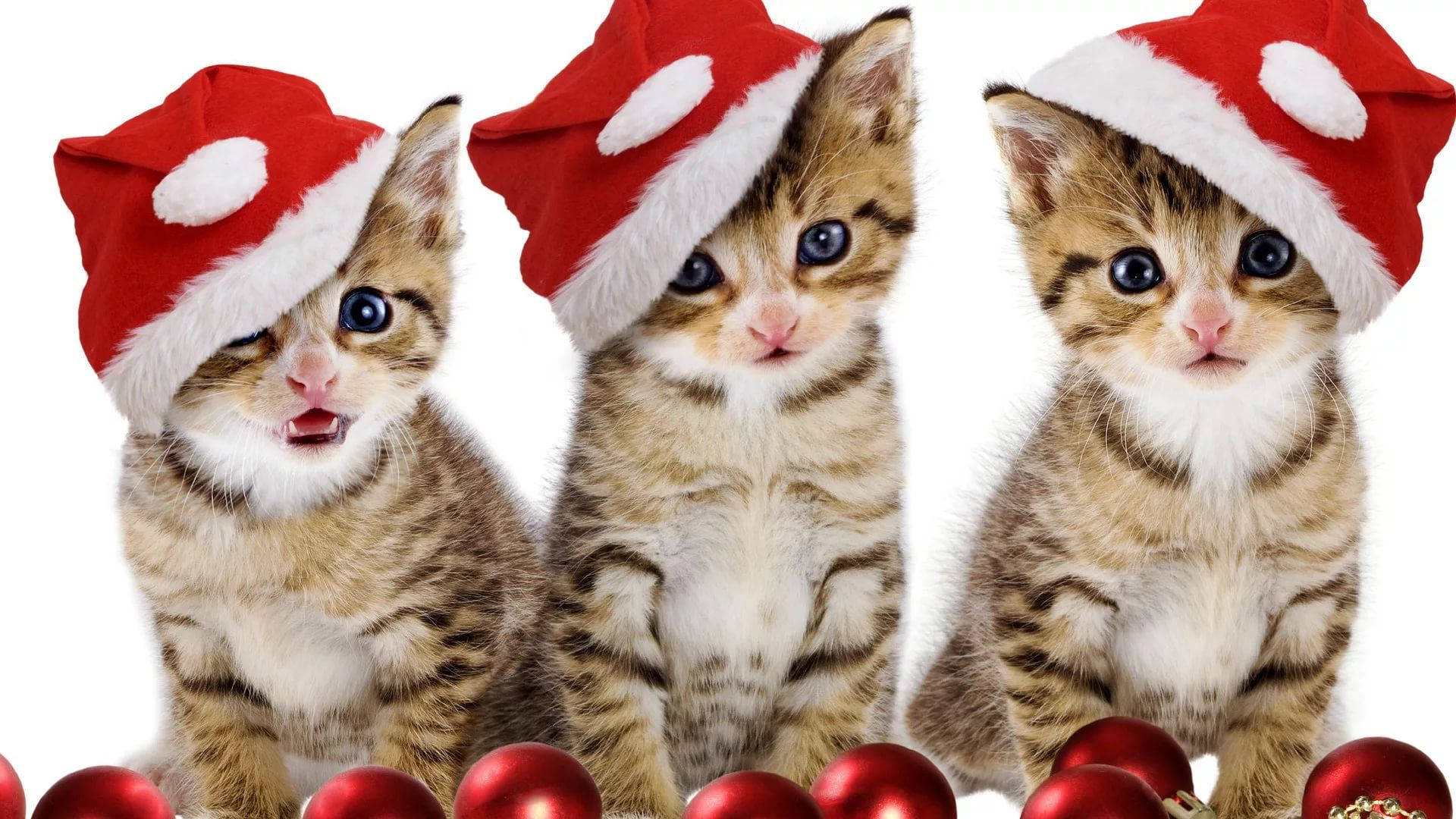 Katte Iført Santa Hat Sjov Jul Wallpaper