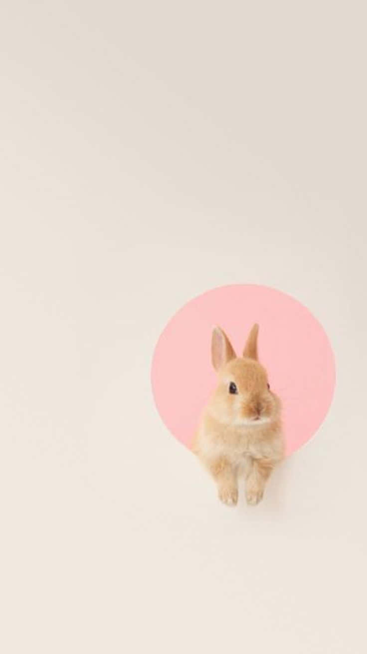 Disfrutade La Adorable Compañía Del Conejito Kawaii. Fondo de pantalla