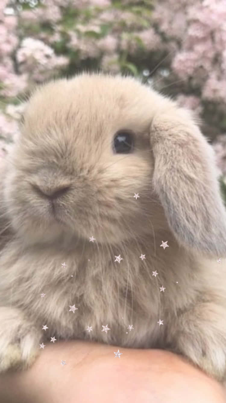 Get in Touch With Your Innocent Side with this Kawaii Bunny Wallpaper Wallpaper