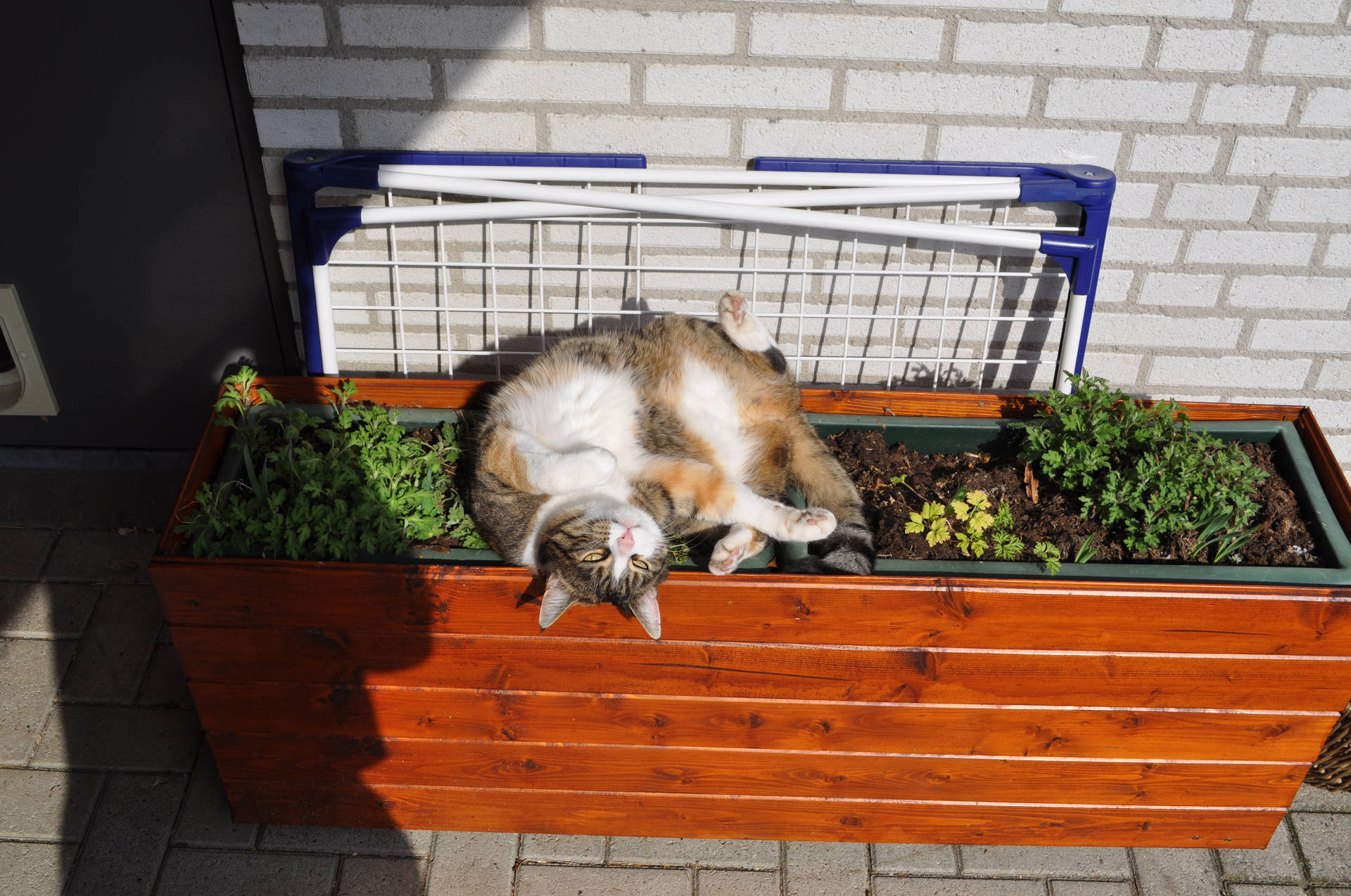 Kawaii Cat On Flower Box Wallpaper