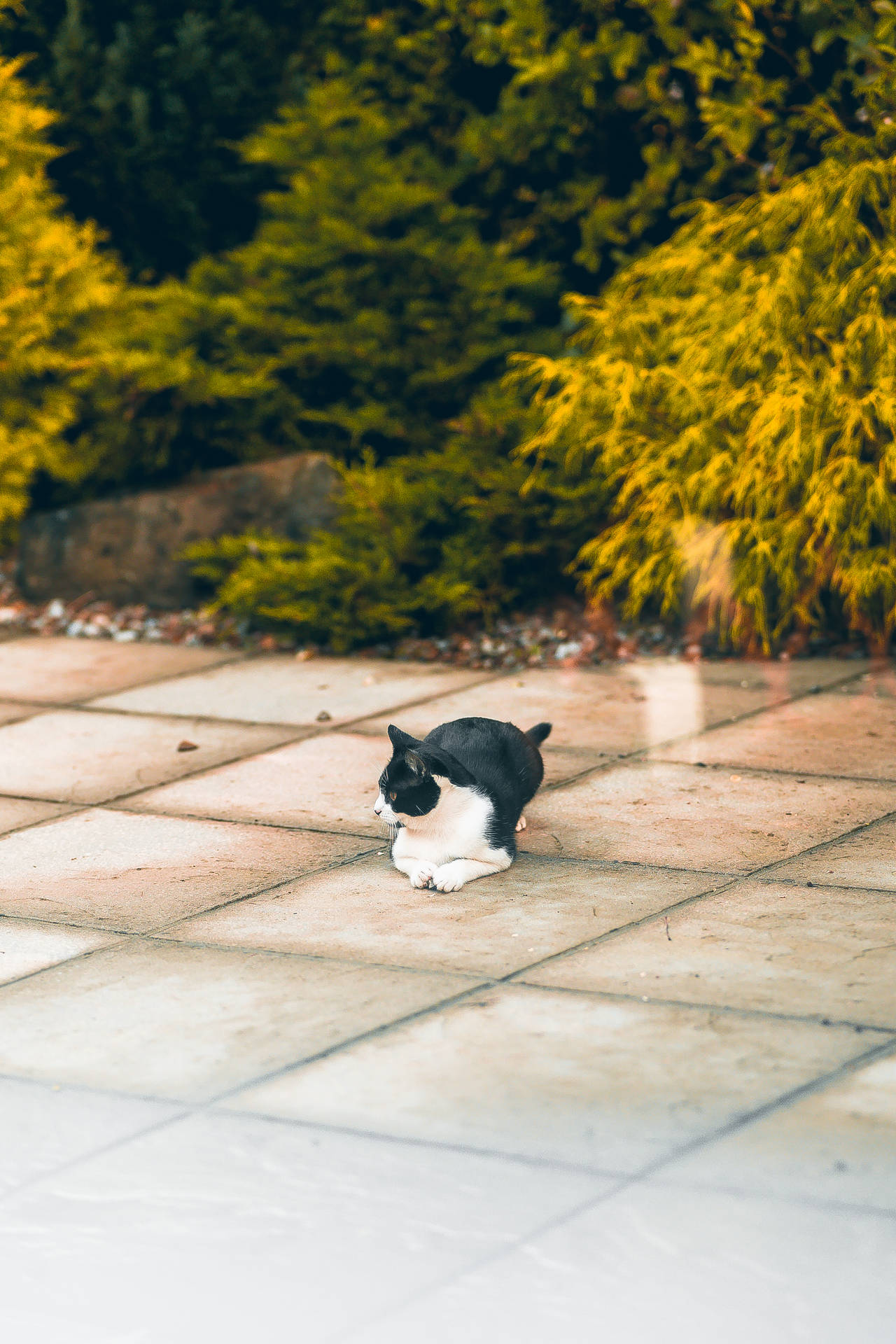 Kawaii Cat Sitting On Ground Wallpaper