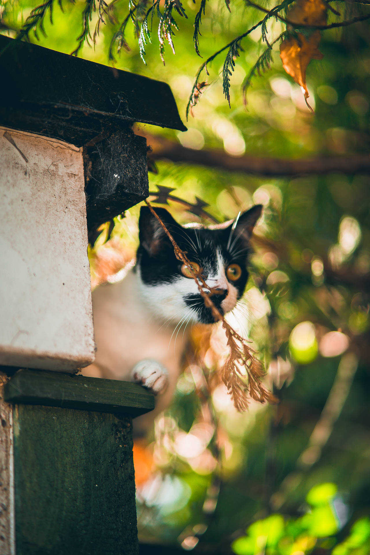 Kawaii Cat Sitting On Ledge Wallpaper