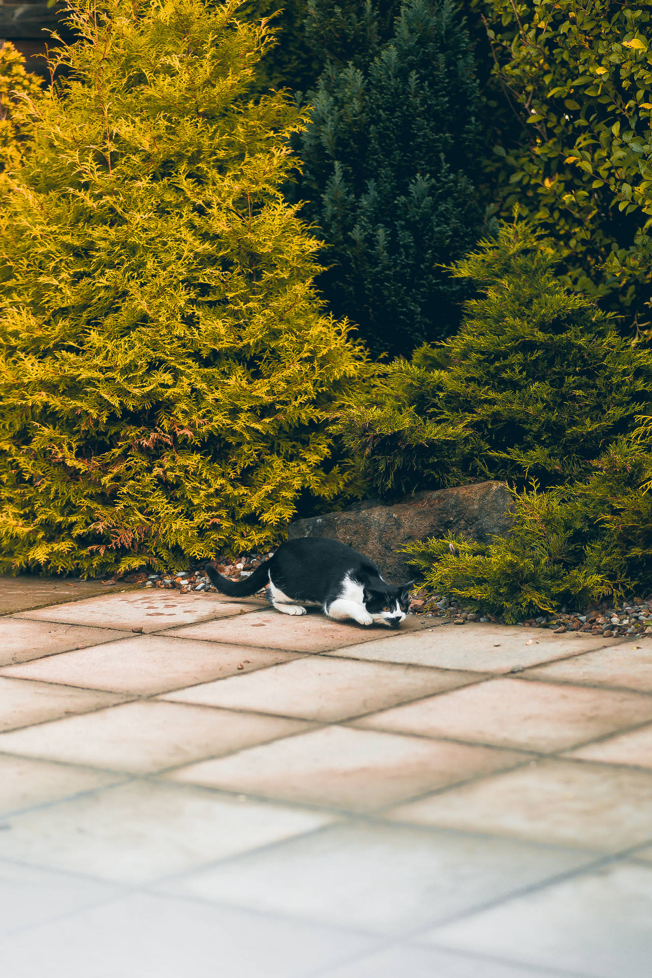 Kawaii Cat Sleeping Near Bushes Wallpaper