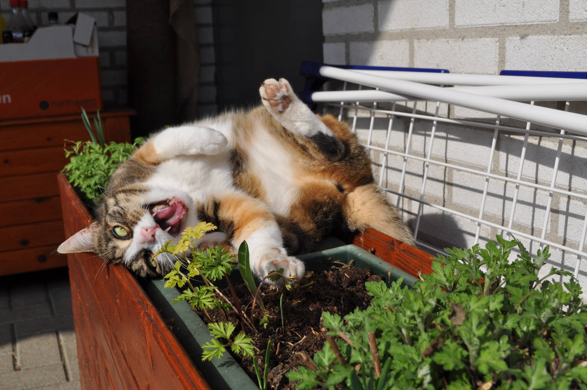 Kawaii Cat Yawning On Flower Box Wallpaper