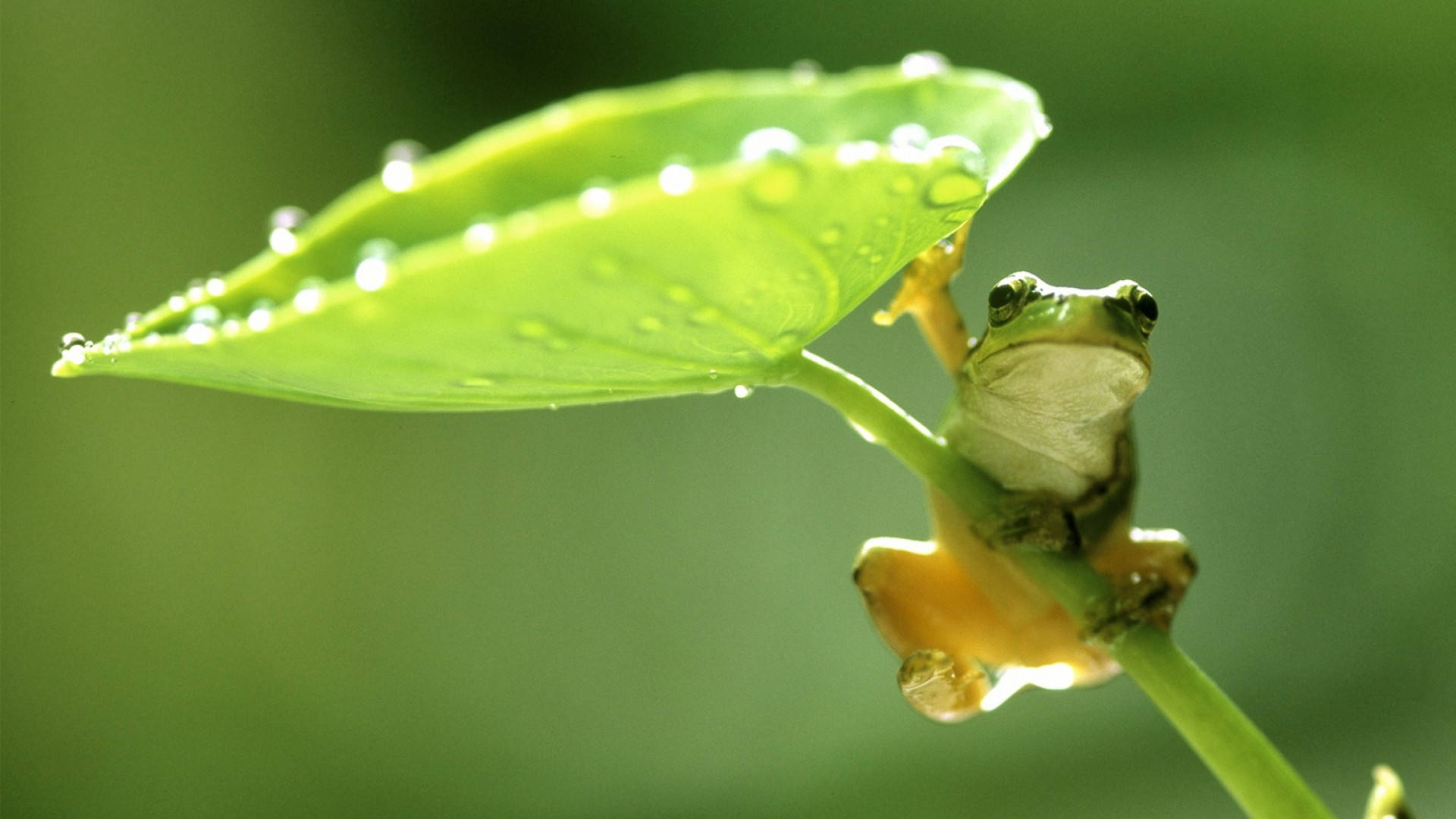 Kawaii Frog On A Spring Rain Wallpaper