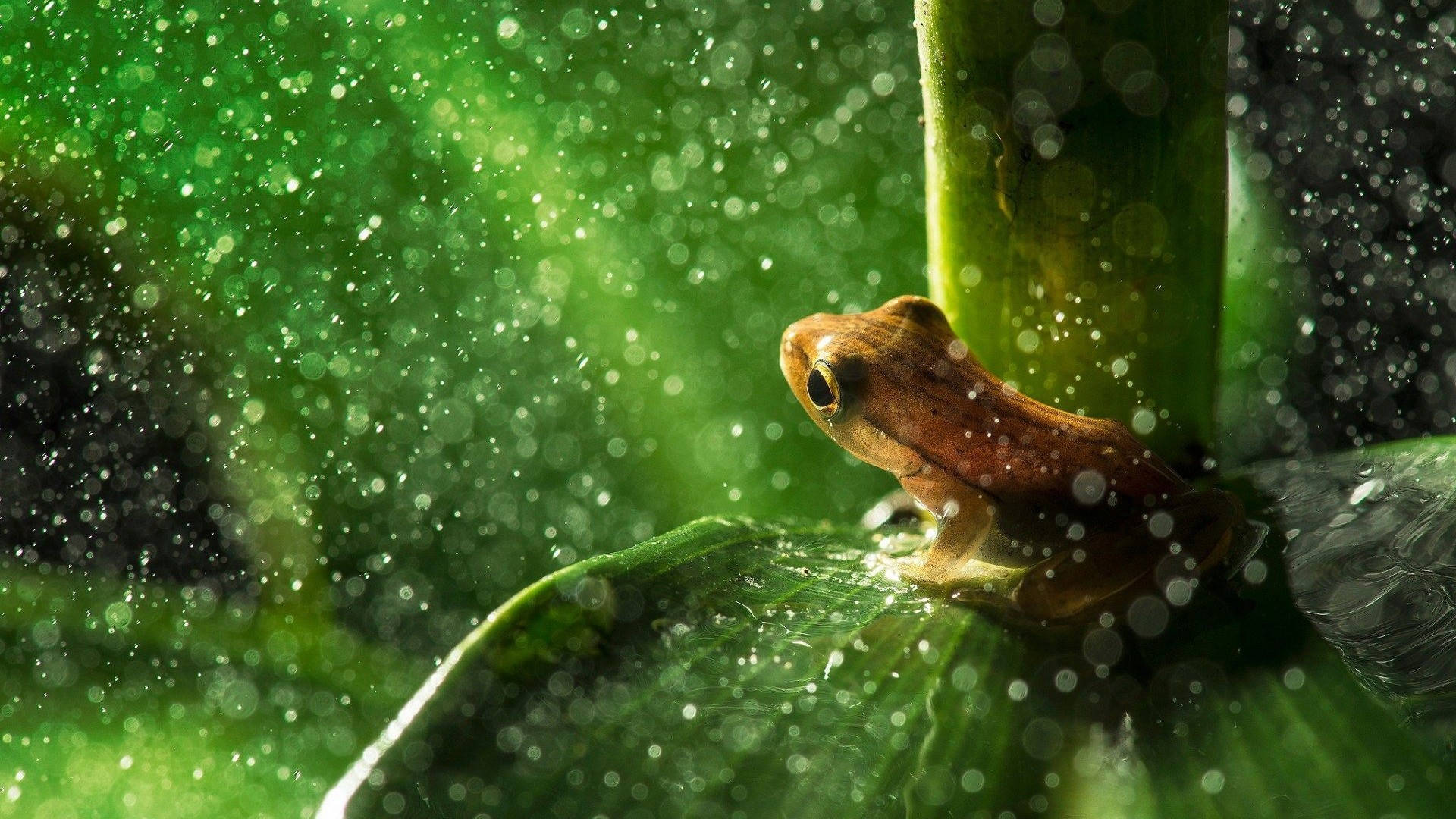 Kawaii Frog Under The Sunlight Wallpaper