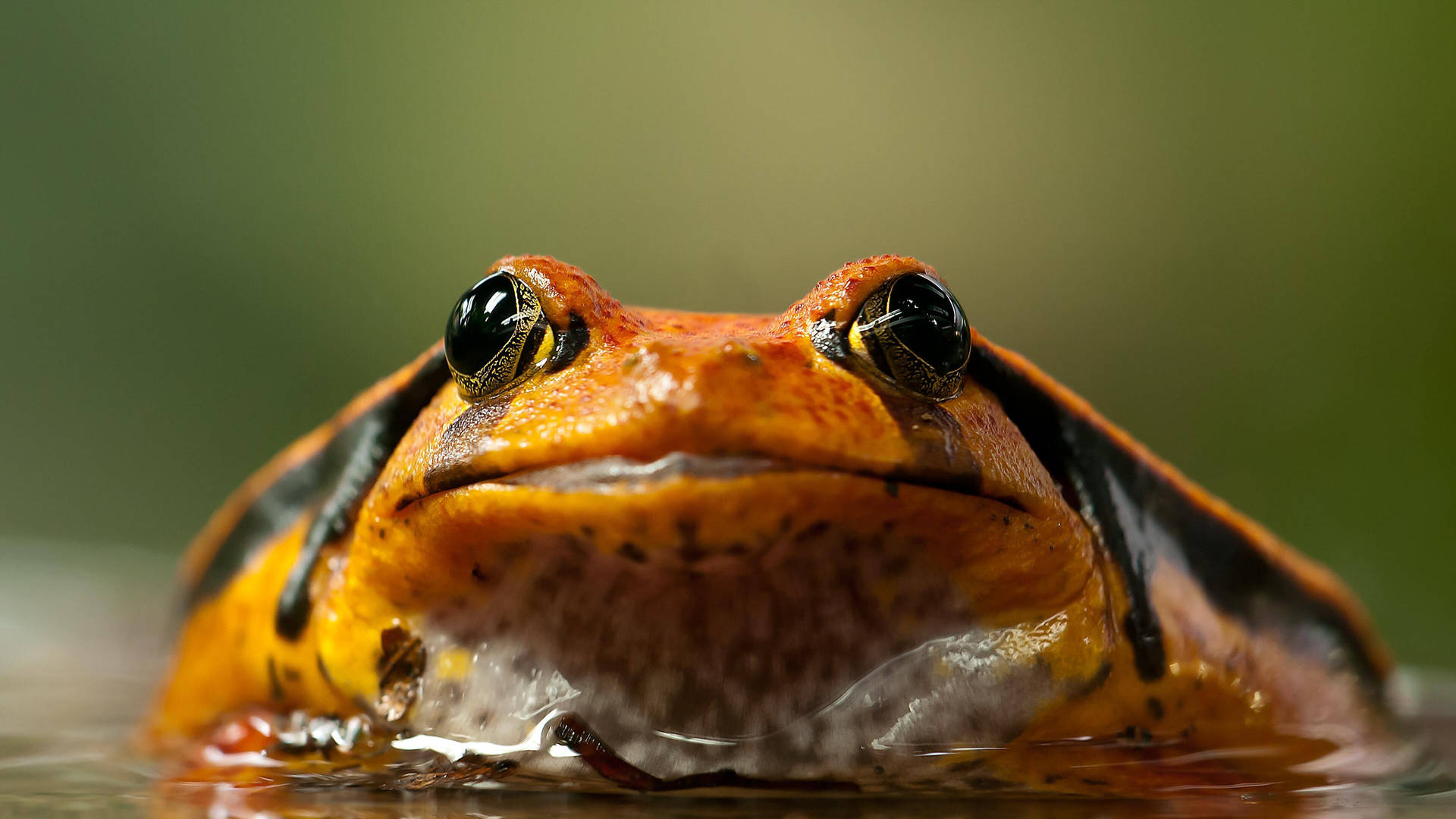 Kawaii Frog With Big Eyes Wallpaper
