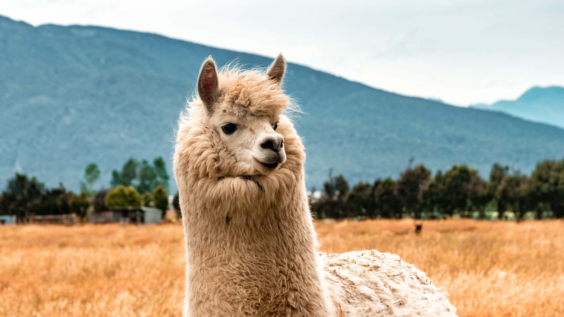 Meet the adorable Kawaii Llama, bringing cuteness overload to your screen! Wallpaper