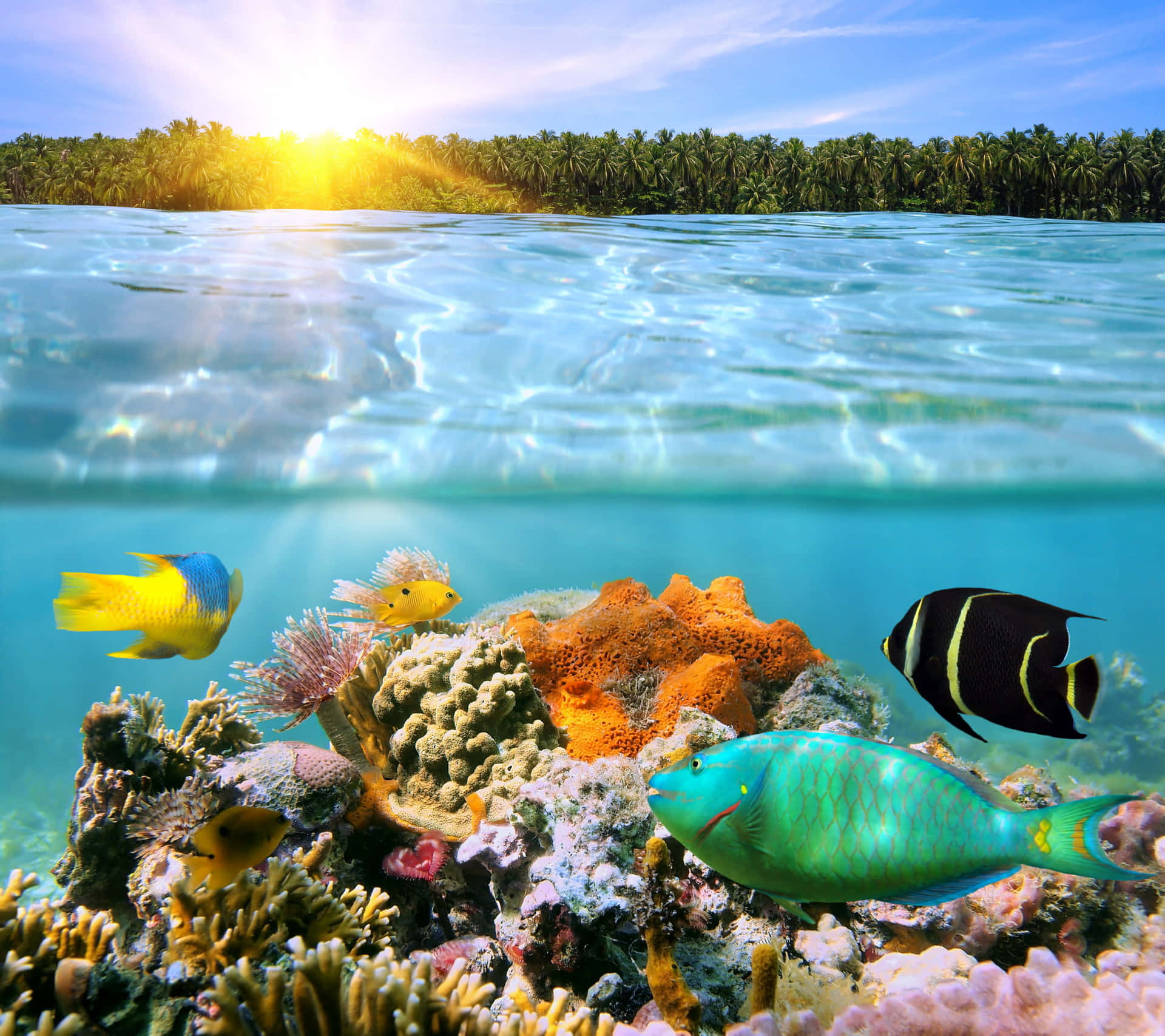 Ungrupo De Adorables Criaturas Marinas Kawaii Nadando Felices Juntas En Las Profundidades Del Océano. Fondo de pantalla