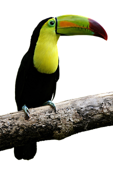 Keel Billed Toucan Perched PNG